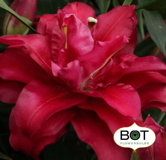 Jamala (Austrumu lilija) piemērota podiem!